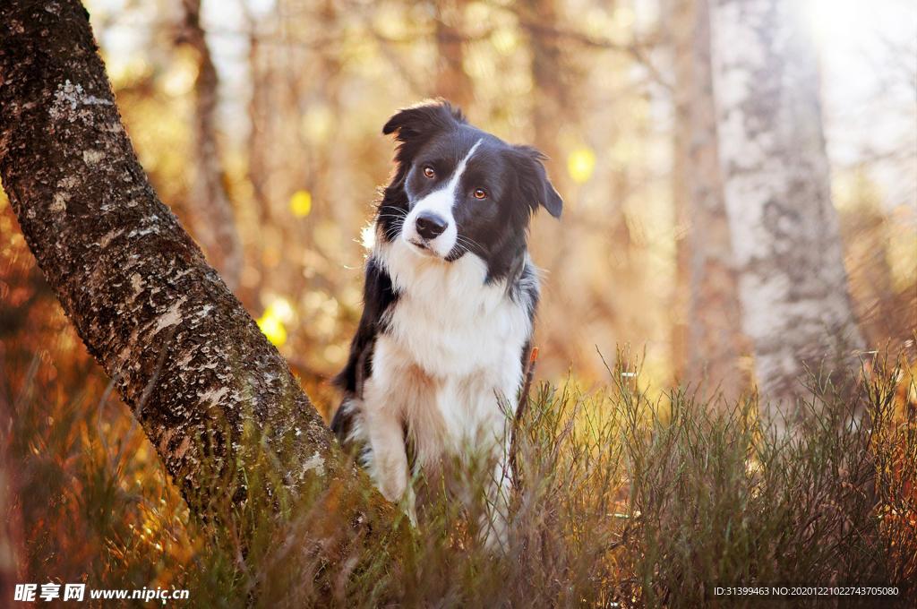 动物 宠物 狗 猫