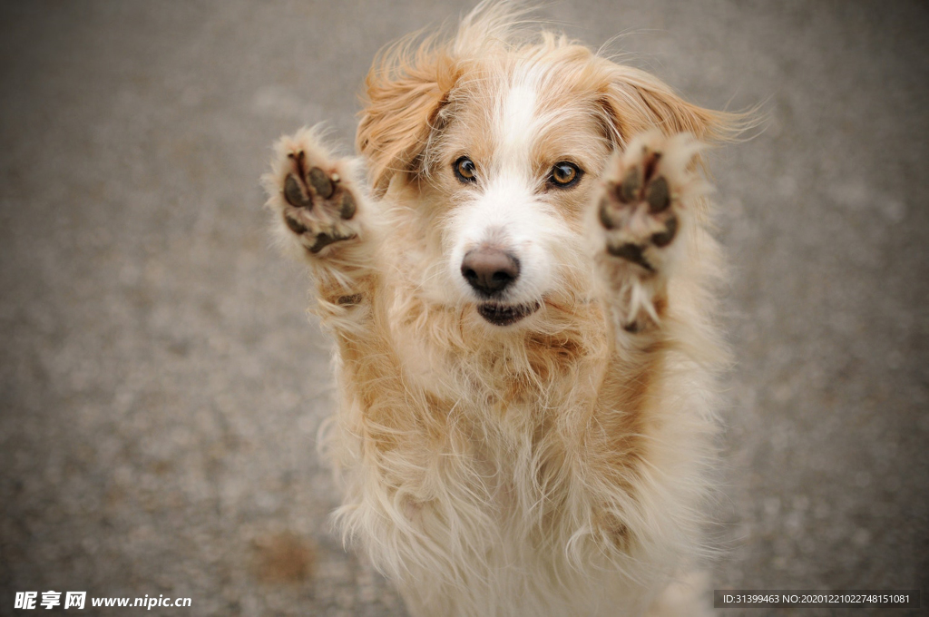 动物 宠物 狗 猫