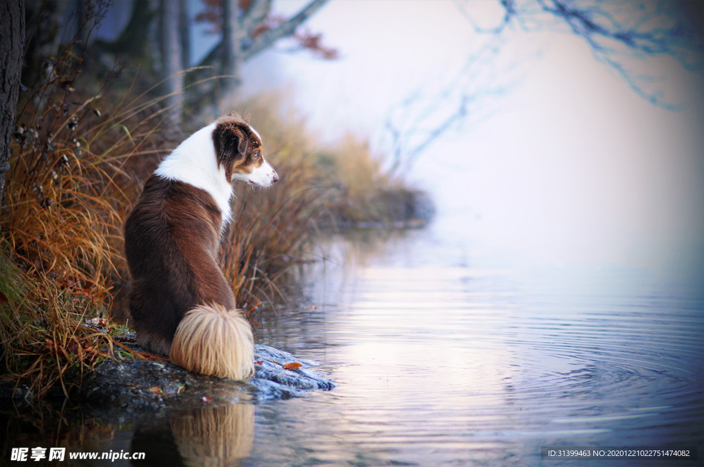 动物 宠物 狗 猫