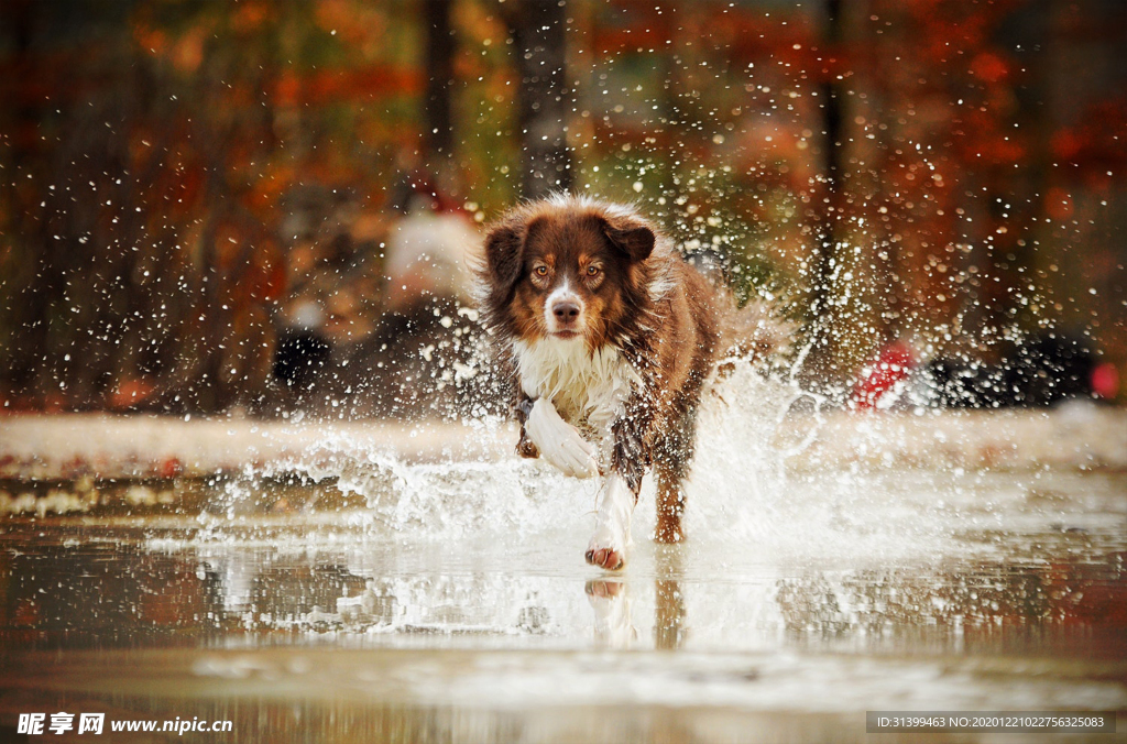 动物 宠物 狗 猫