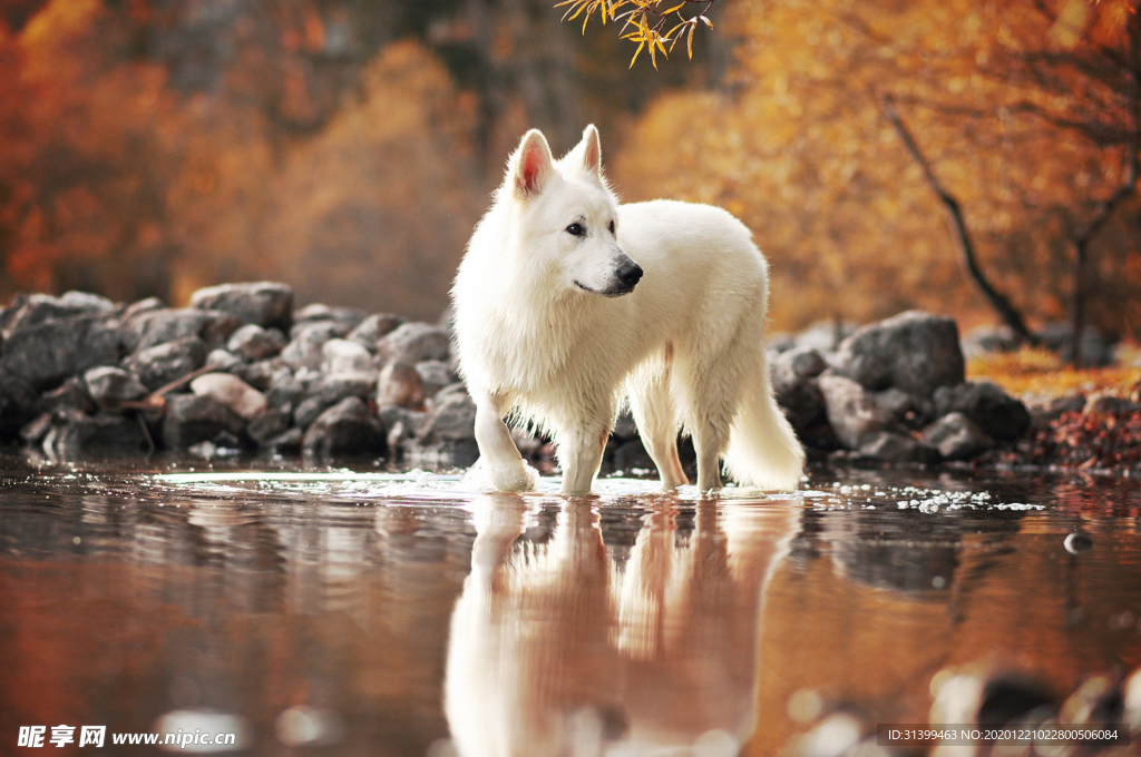 动物 宠物 狗 猫