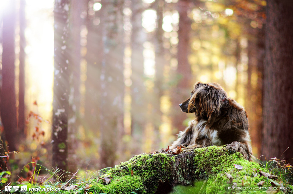 动物 宠物 狗 猫