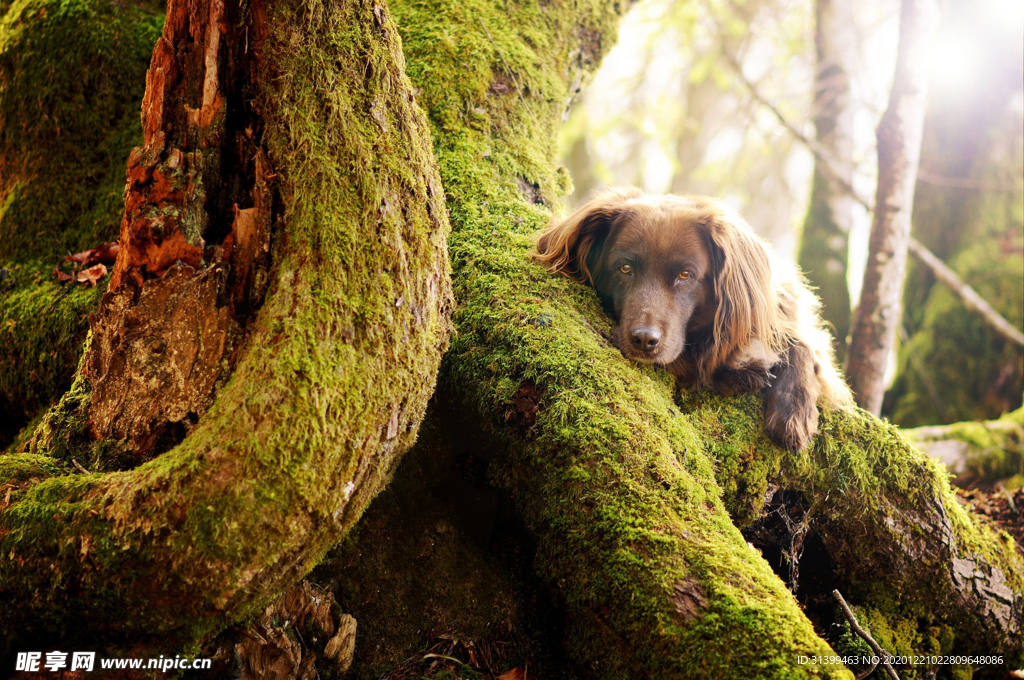 动物 宠物 狗 猫