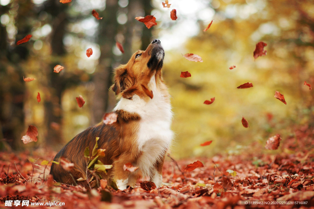 动物 宠物 狗 猫