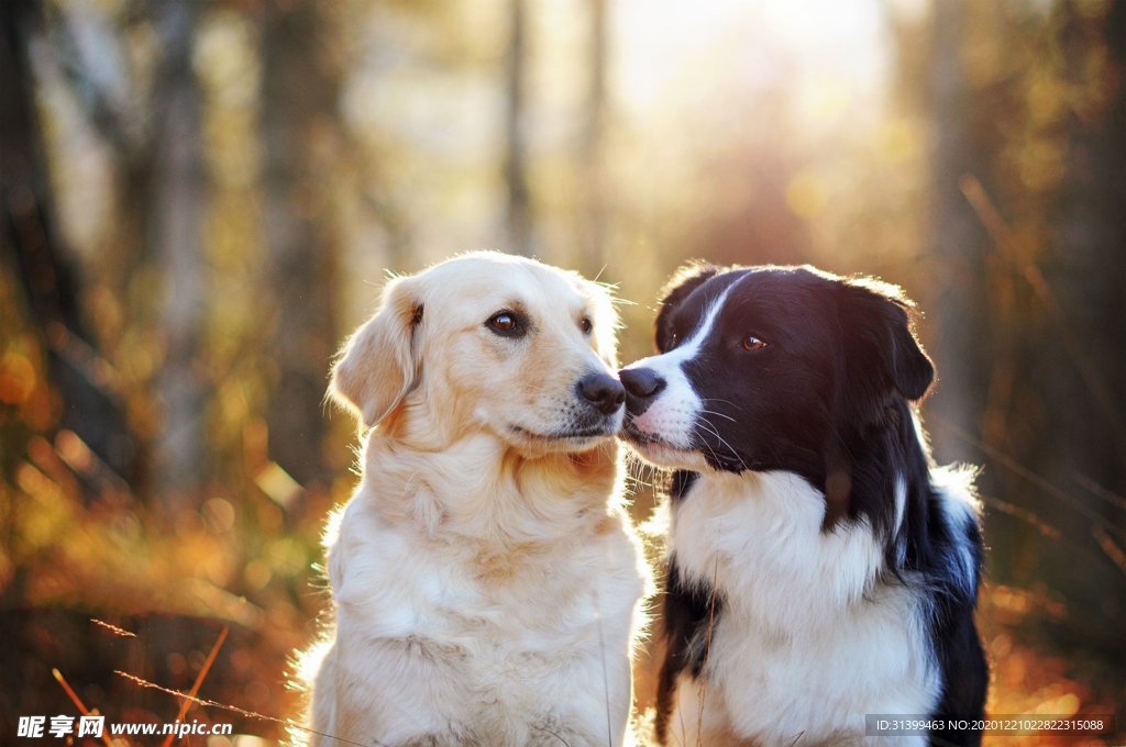 动物 宠物 狗 猫