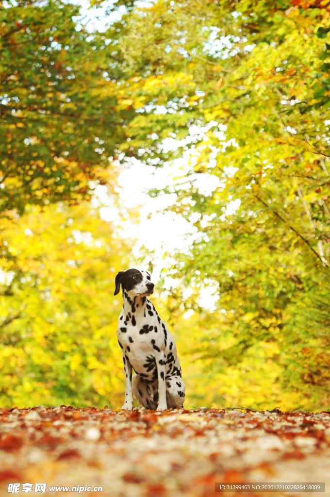 动物 宠物 狗 猫