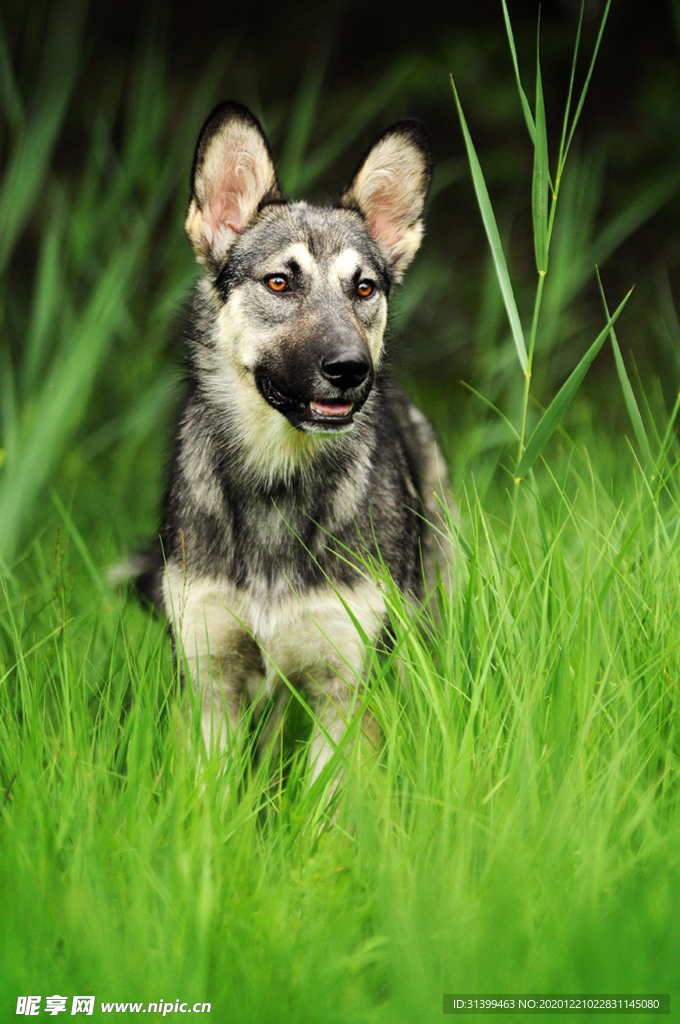动物 宠物 狗 猫