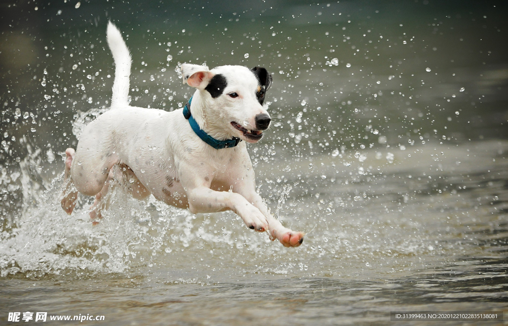 动物 宠物 狗 猫