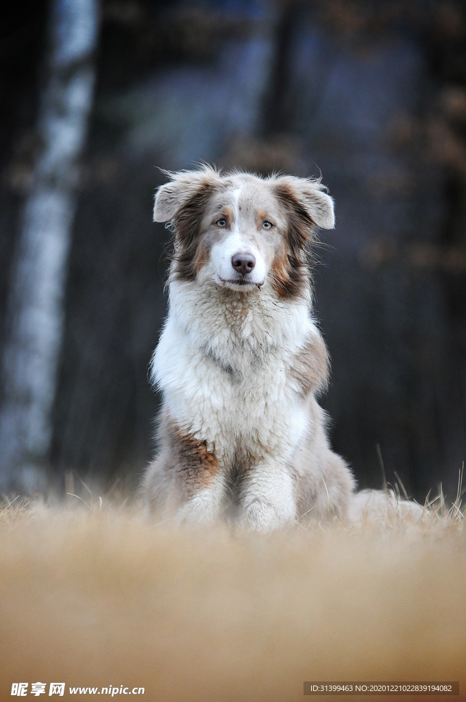 动物 宠物 狗 猫