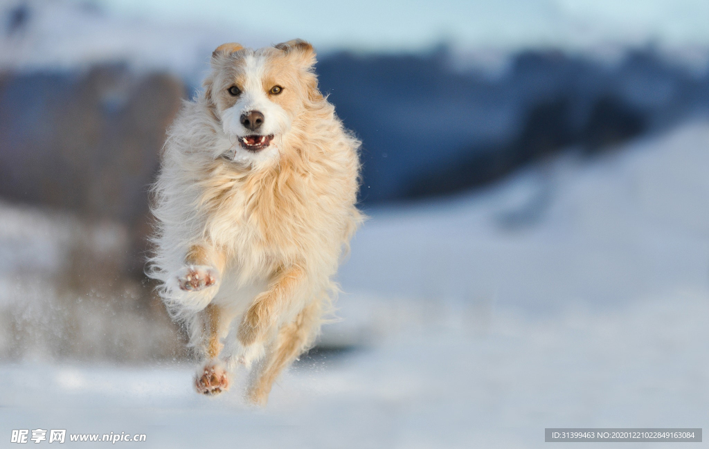 动物 宠物 狗 猫