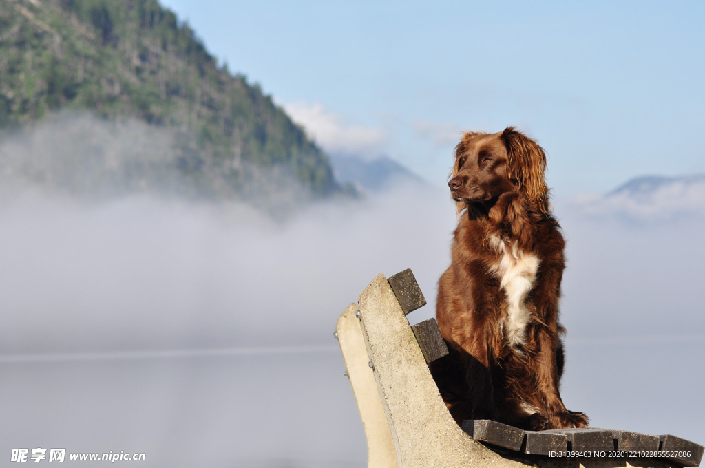动物 宠物 狗 猫