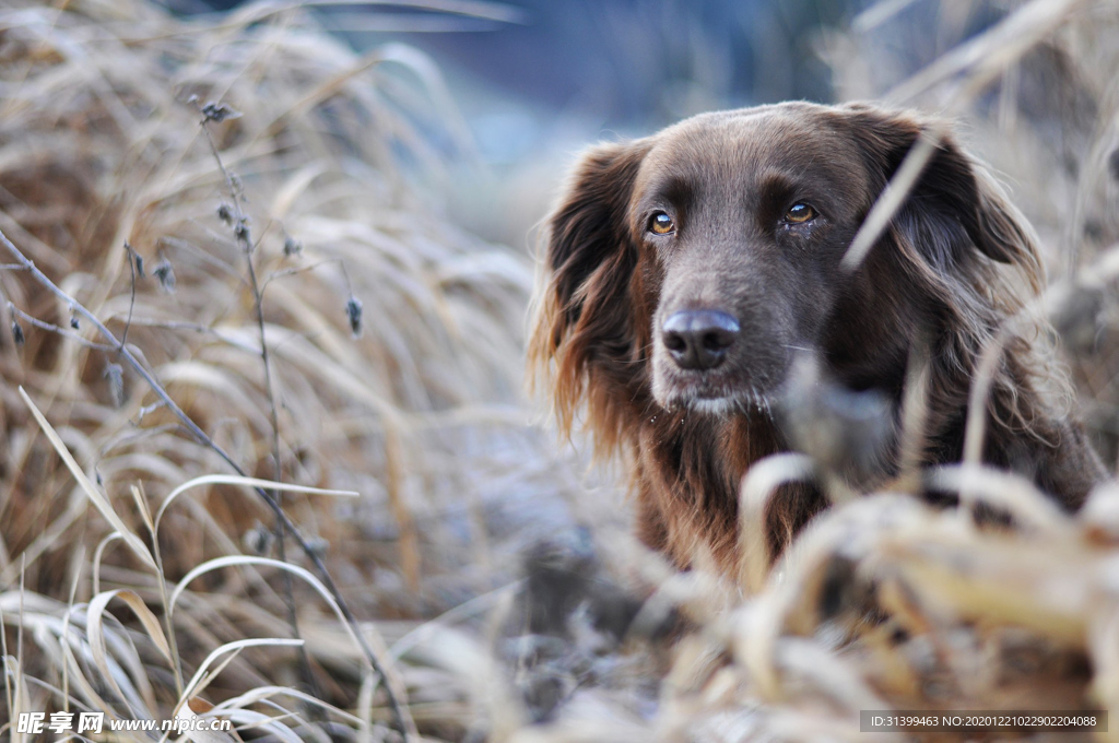 动物 宠物 狗 猫