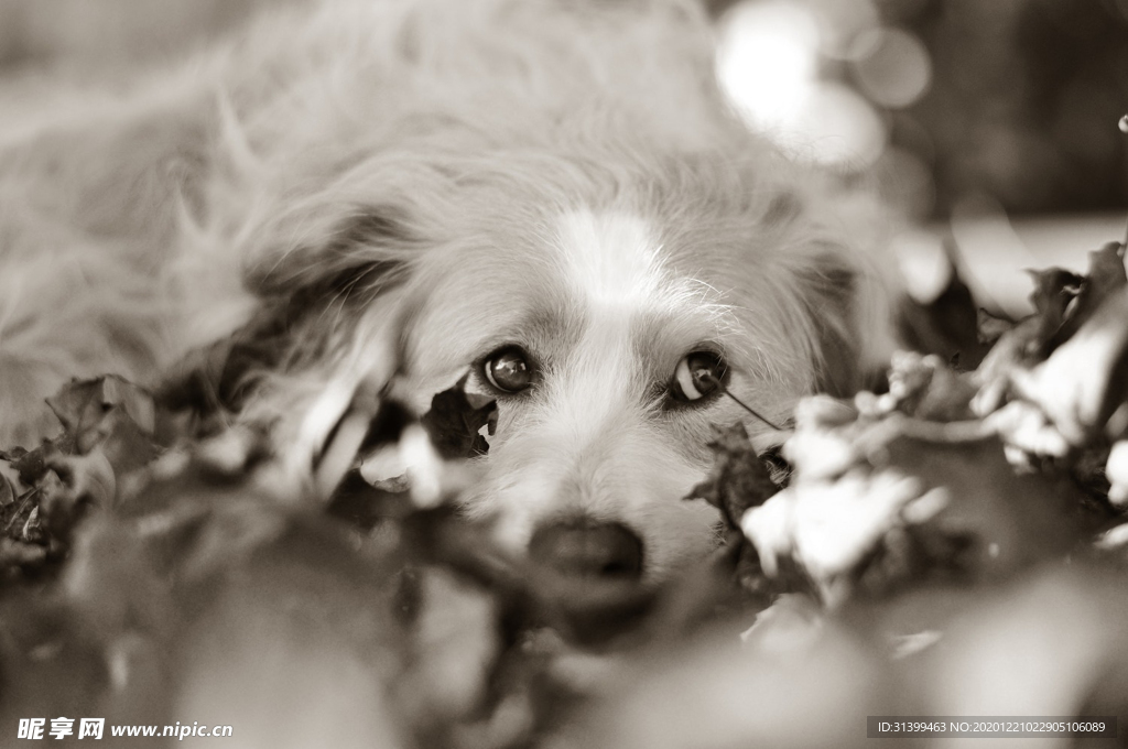 动物 宠物 狗 猫