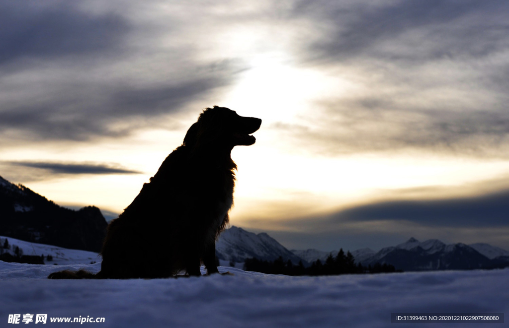 动物 宠物 狗 猫