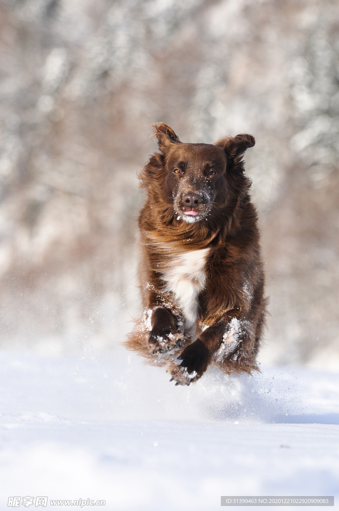 动物 宠物 狗 猫