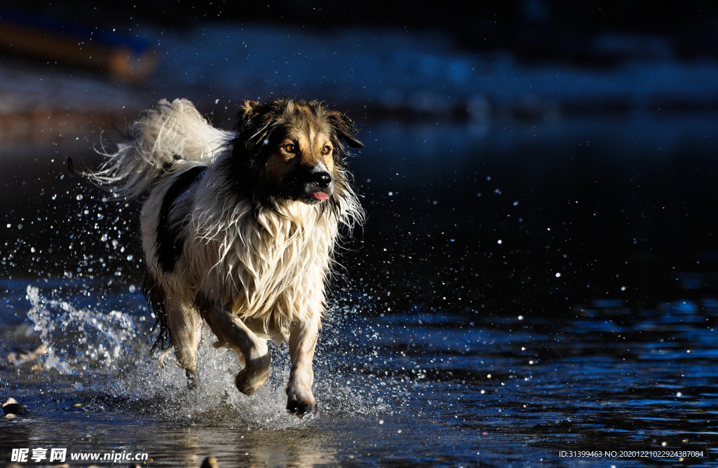 动物 宠物 狗 猫