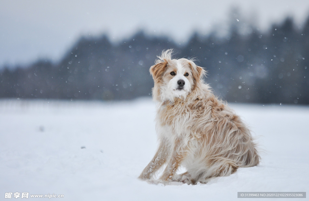 动物 宠物 狗 猫