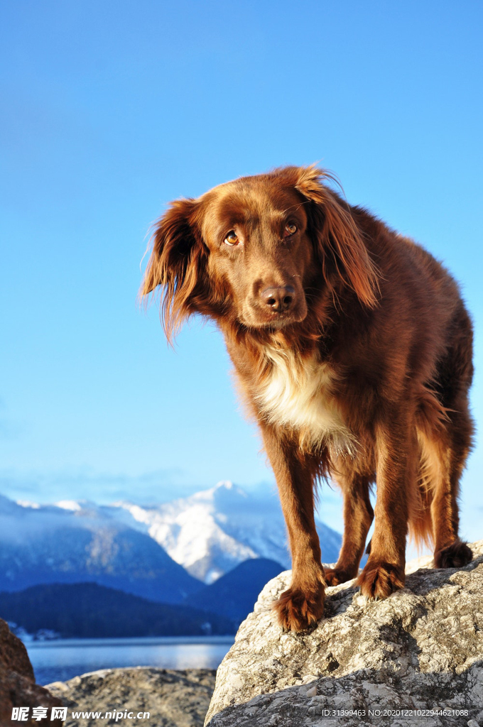动物 宠物 狗 猫