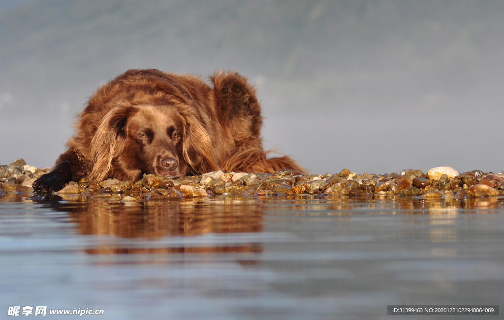 动物 宠物 狗 猫