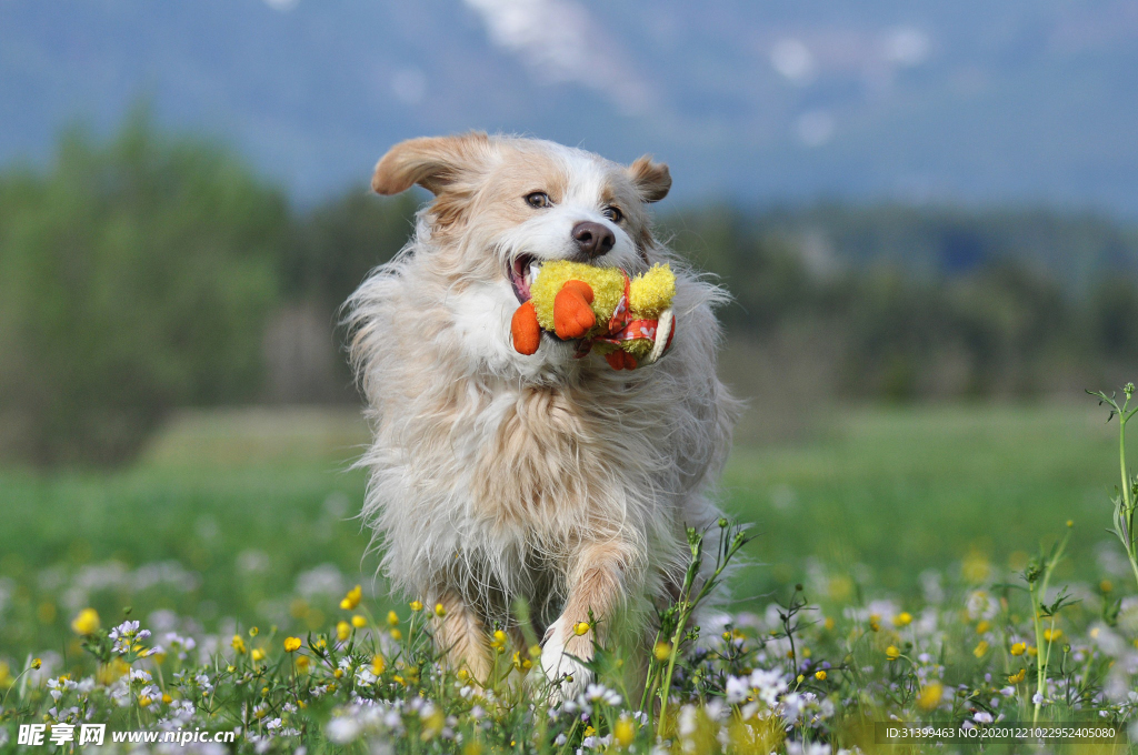 动物 宠物 狗 猫