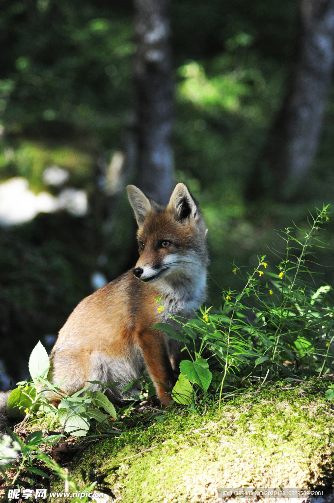 动物 宠物 狗 猫