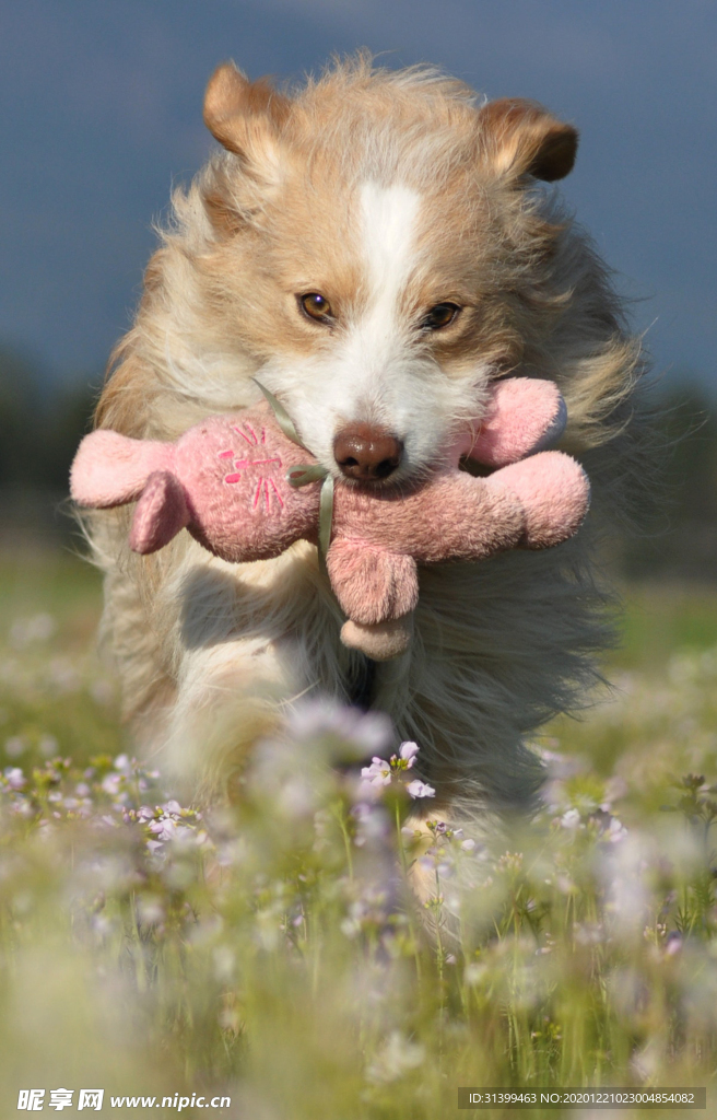 动物 宠物 狗 猫