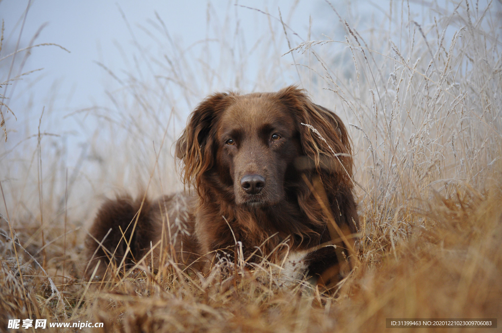 动物 宠物 狗 猫