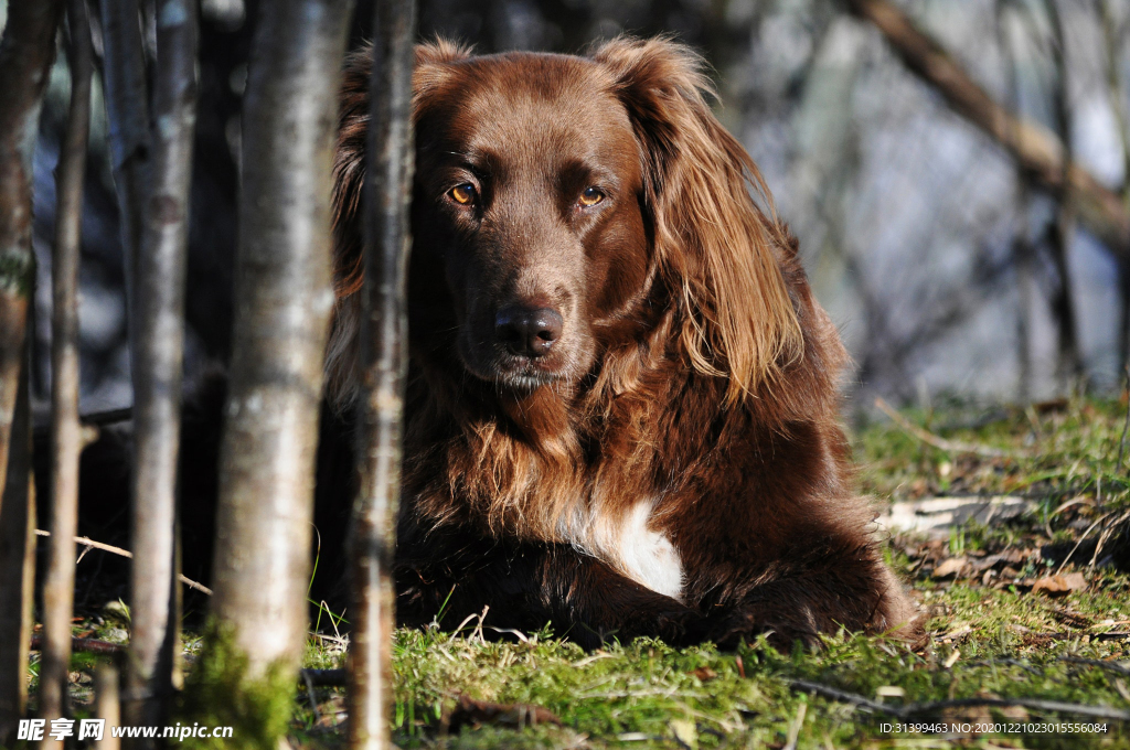 动物 宠物 狗 猫