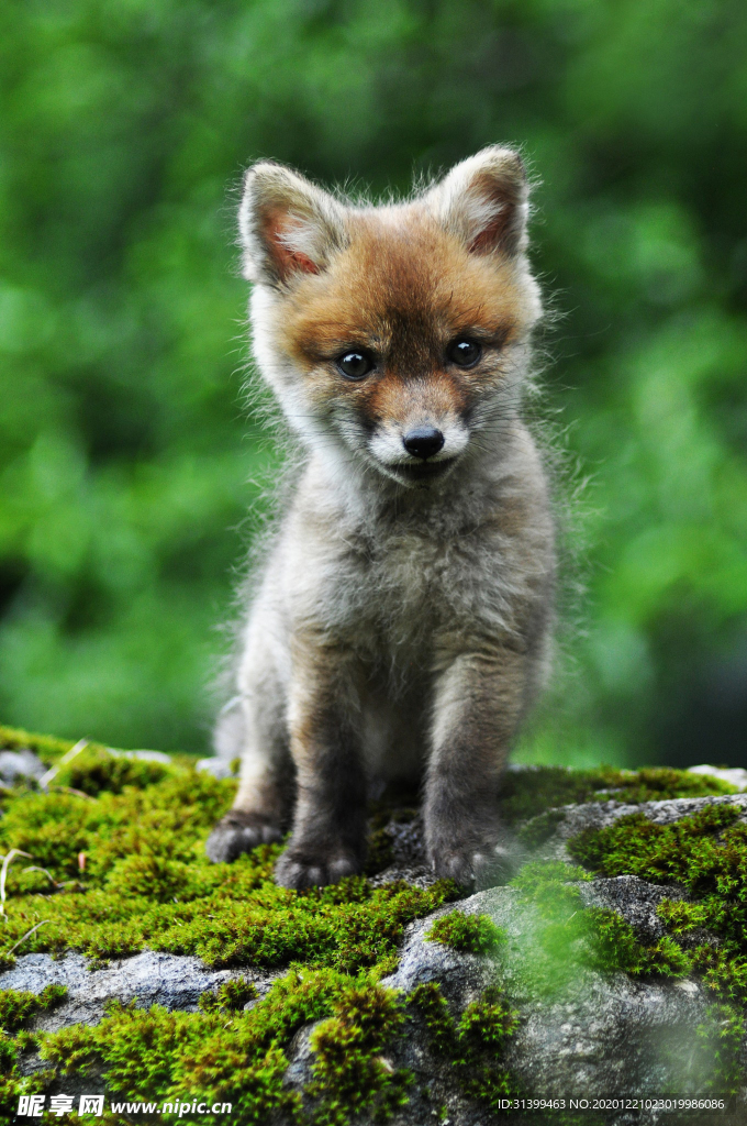 动物 宠物 狗 猫