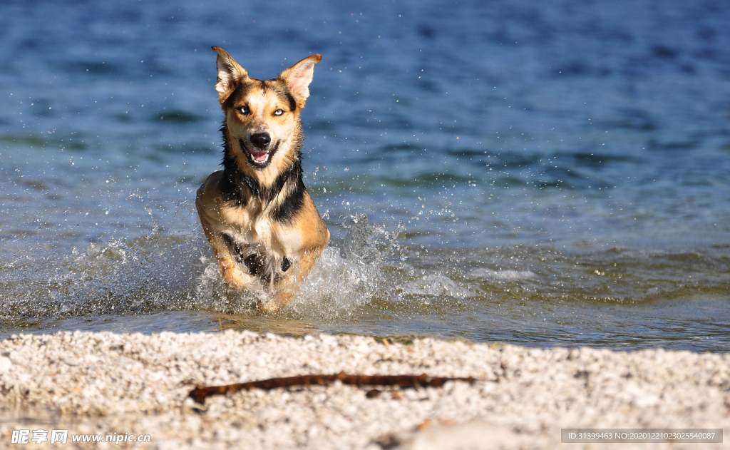 动物 宠物 狗 猫