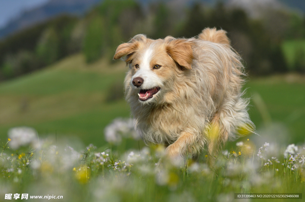 动物 宠物 狗 猫