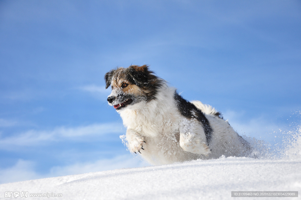 动物 宠物 狗 猫
