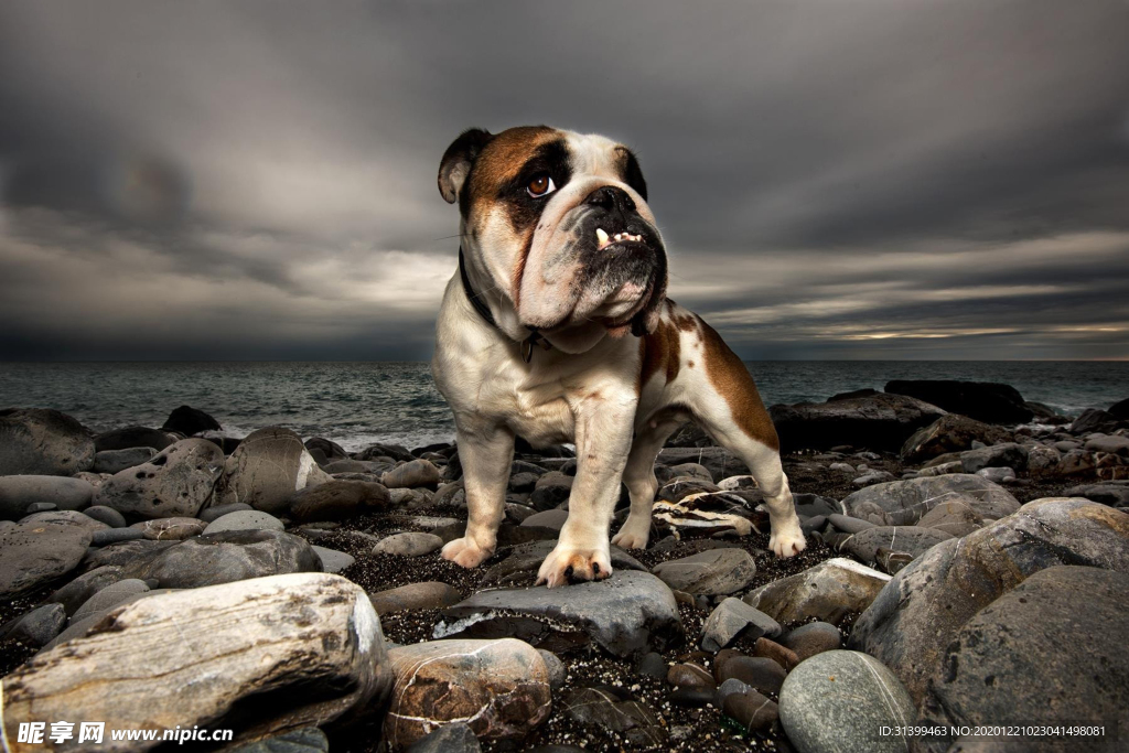 动物 宠物 狗 猫