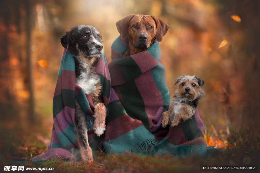 动物 宠物 狗 猫