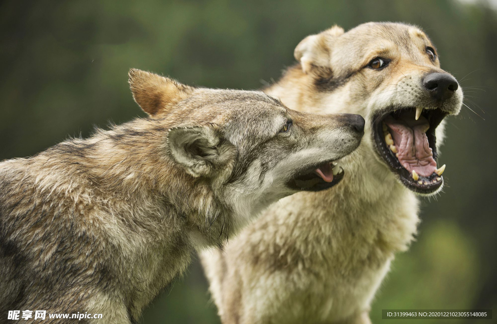 动物 宠物 狗 猫