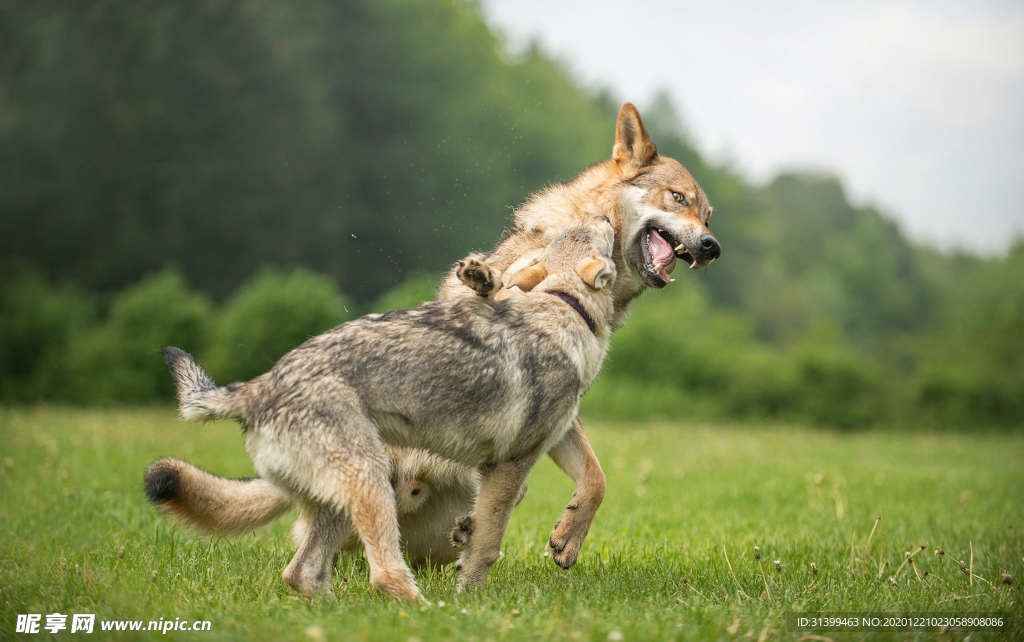 动物 宠物 狗 猫