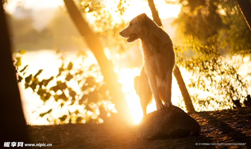 动物 宠物 狗 猫