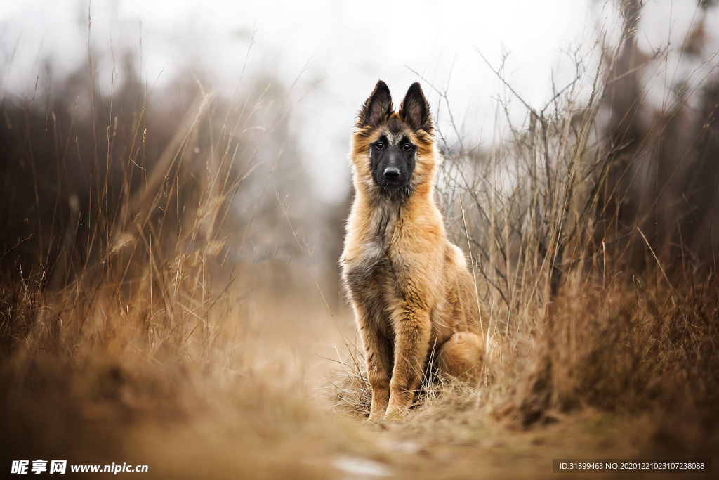 动物 宠物 狗 猫