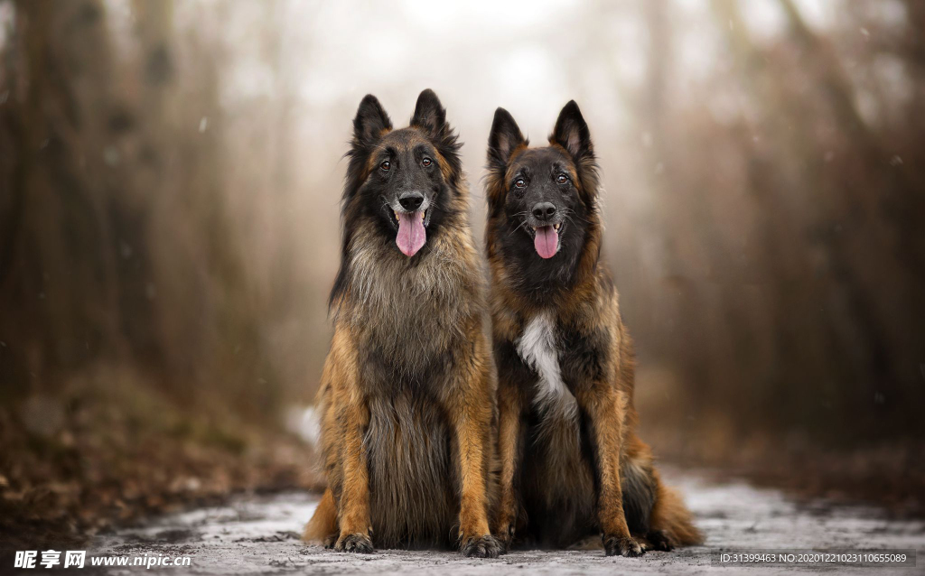 动物 宠物 狗 猫