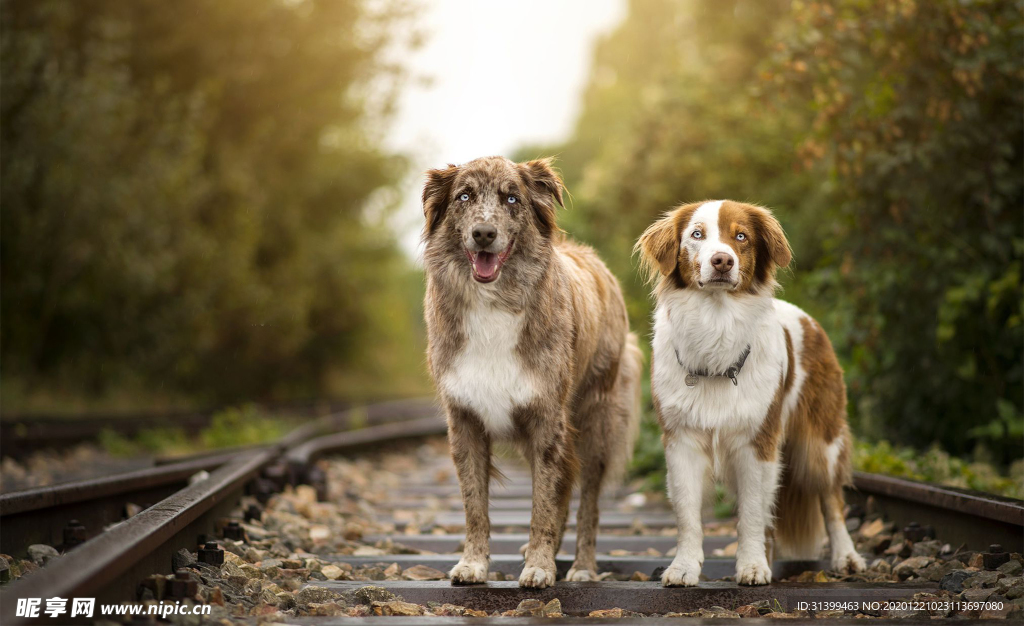 动物 宠物 狗 猫