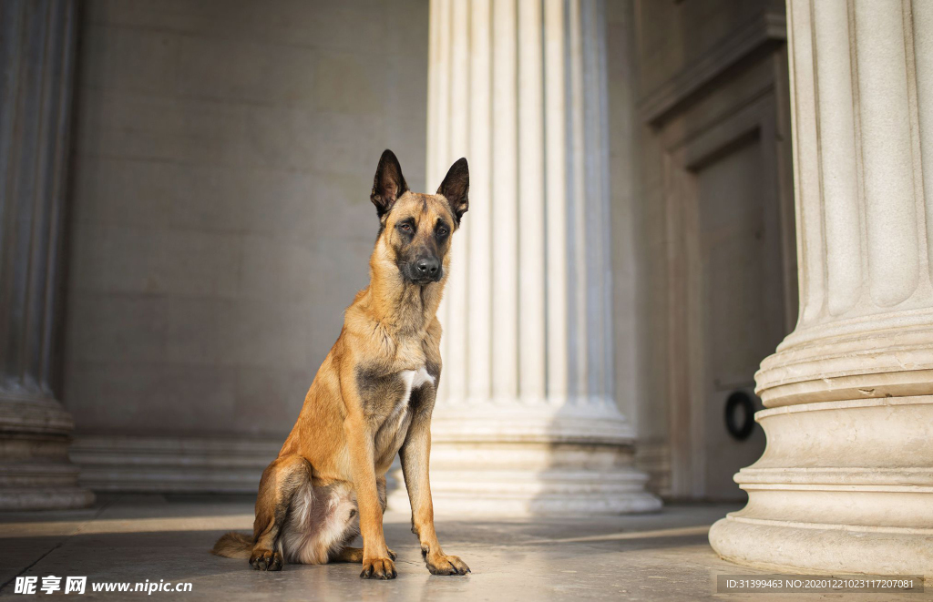 动物 宠物 狗 猫