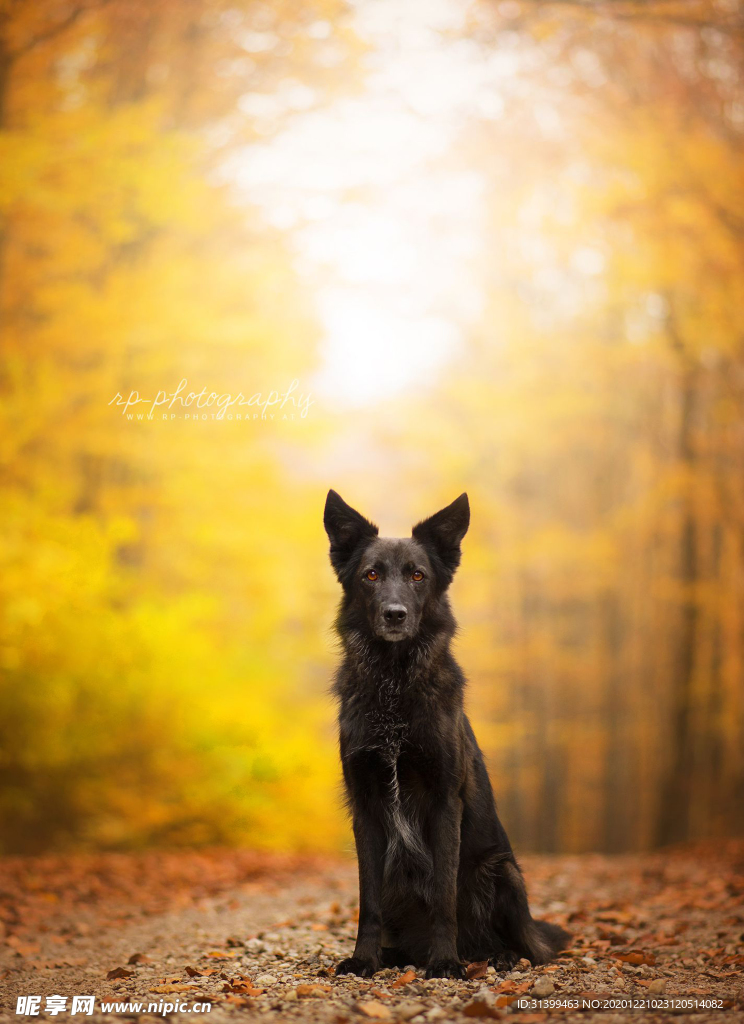 动物 宠物 狗 猫