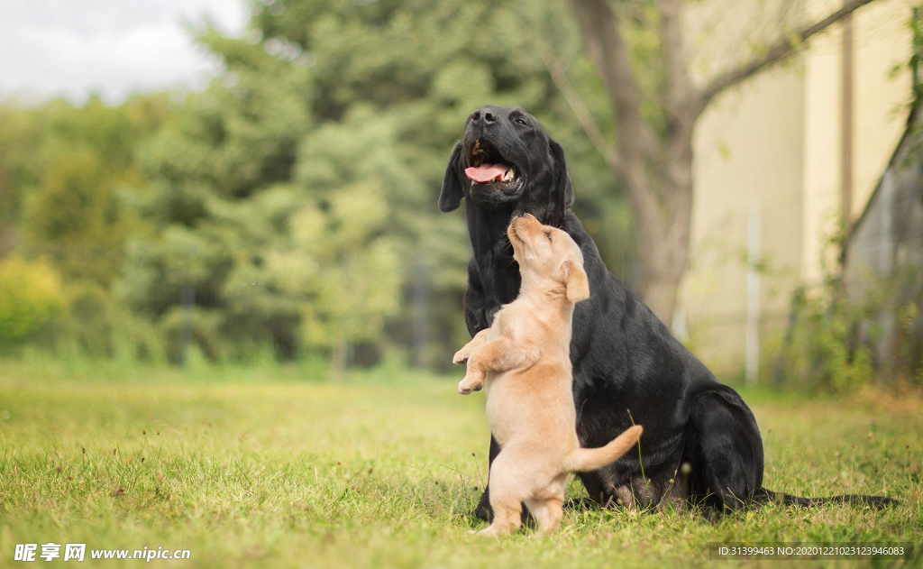 动物 宠物 狗 猫