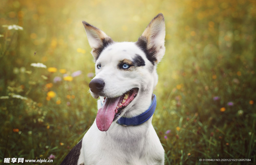 动物 宠物 狗 猫