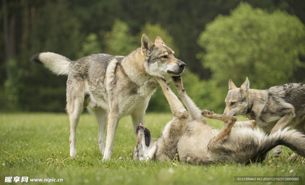 动物 宠物 狗 猫