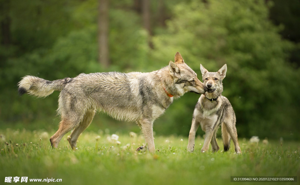 动物 宠物 狗 猫