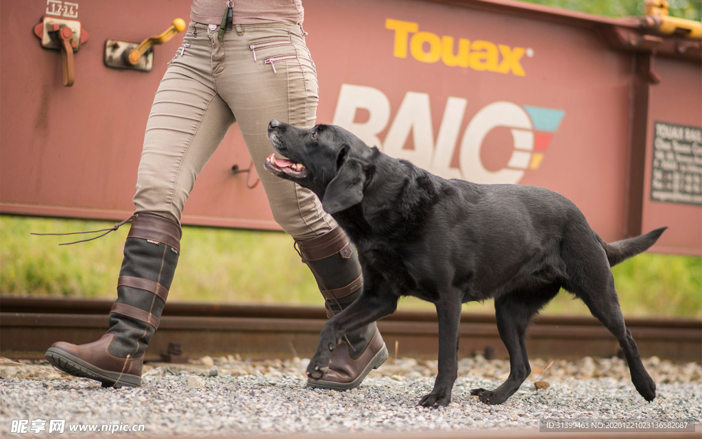 动物 宠物 狗 猫