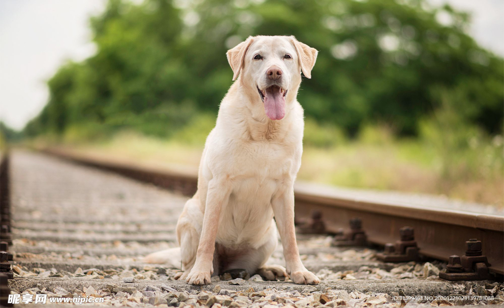 动物 宠物 狗 猫