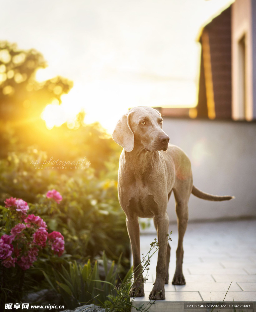 动物 宠物 狗 猫
