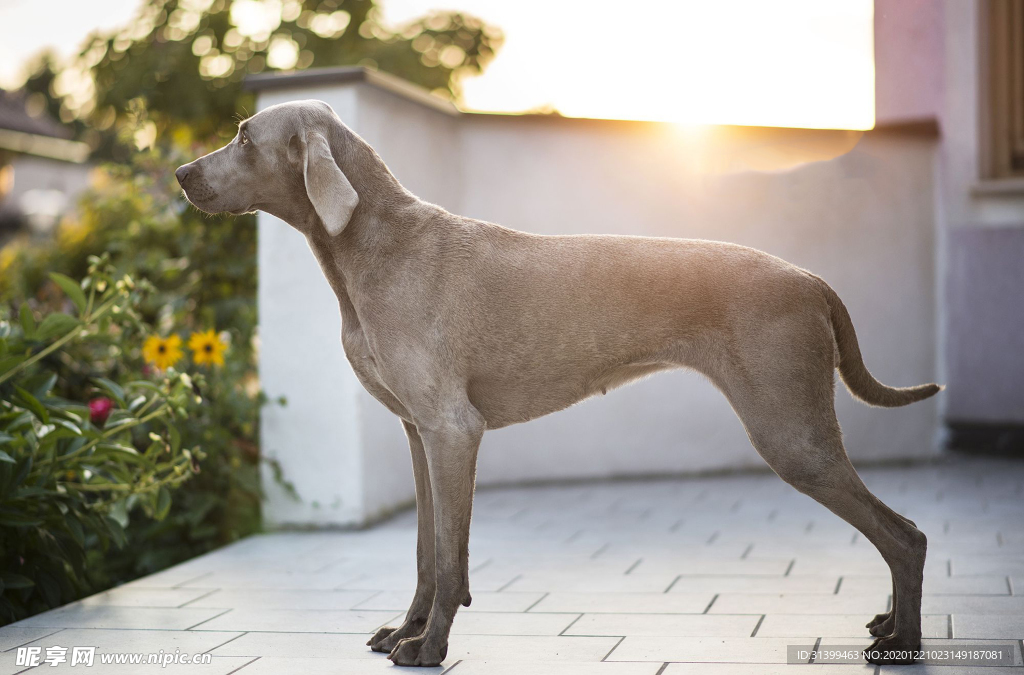动物 宠物 狗 猫